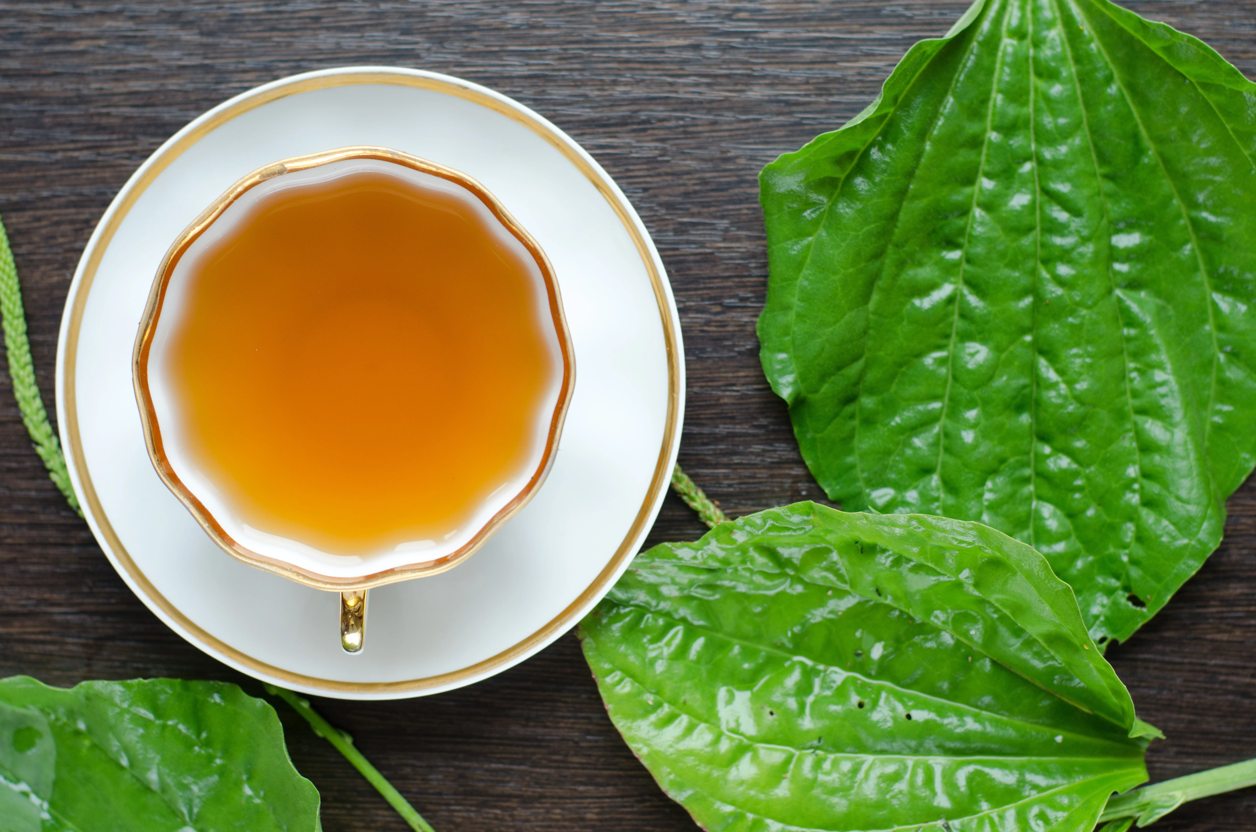 Inca's Food Llantén - Plantain Leaves Tea 25 Tea Bags - Image 2